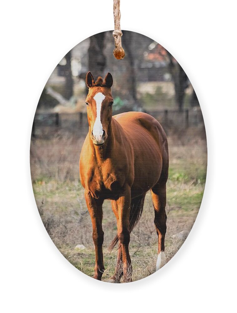 Horse Ornament featuring the photograph Bay Horse 4 by C Winslow Shafer