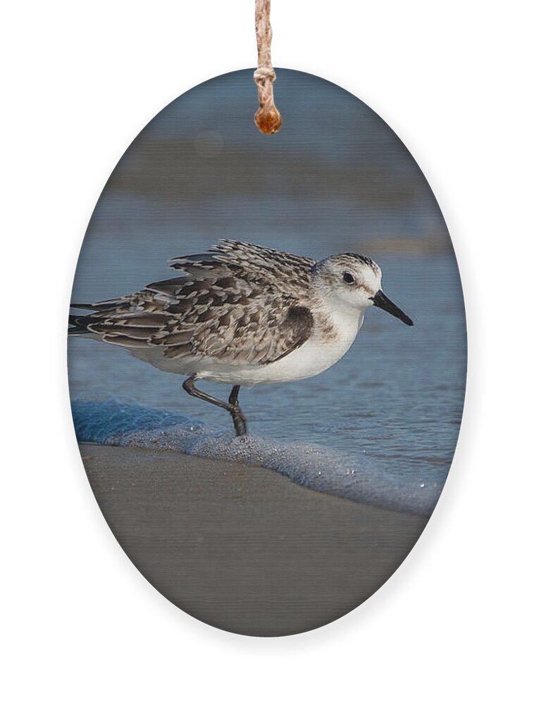 Bird Ornament featuring the photograph Beach Bully by Linda Bonaccorsi