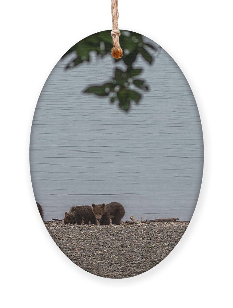Bear Ornament featuring the photograph Beach Day by Randy Robbins