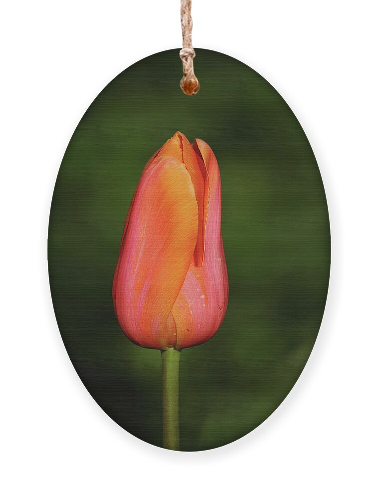Nature Ornament featuring the photograph Beautiful Blossom by Lens Art Photography By Larry Trager
