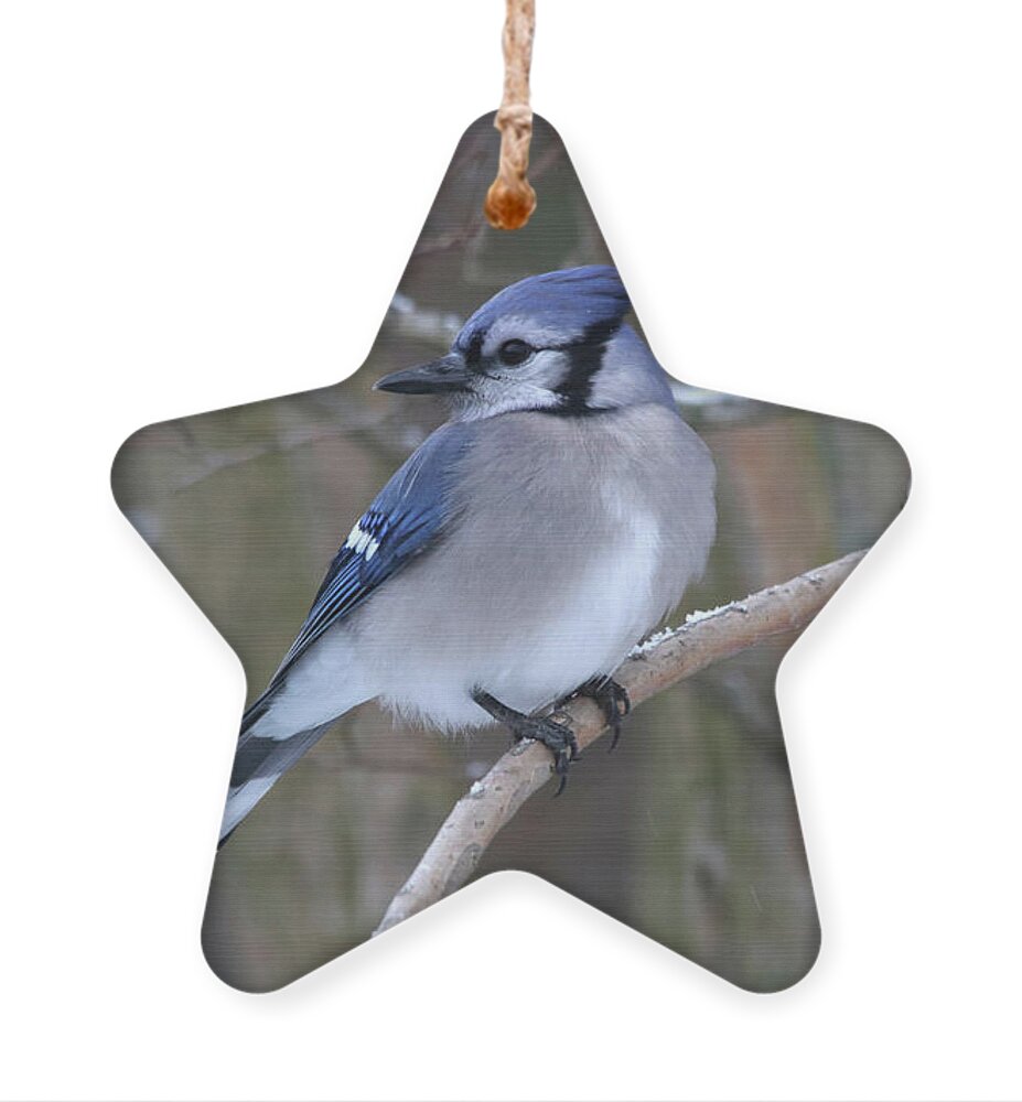 Birds Ornament featuring the photograph Beautiful Blue Jay on a Snowy Day by Trina Ansel