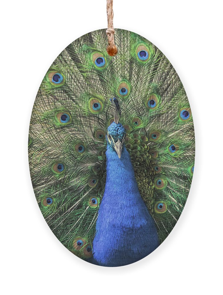 Birds Ornament featuring the photograph Beautiful Peacock by Elaine Malott
