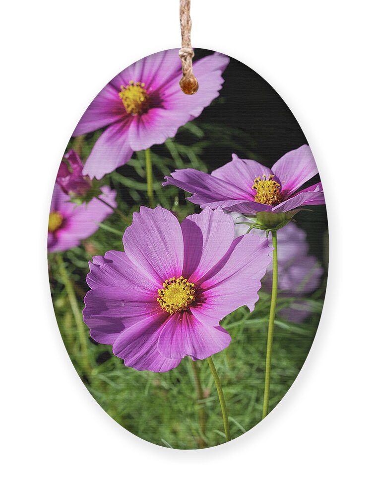 Beautiful Ornament featuring the photograph Beautious Cosmos by Kathy Clark