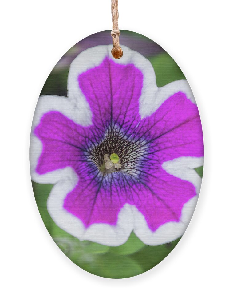 Colorado Flowers Ornament featuring the photograph Beauty of A Garden Petunia by Debra Martz
