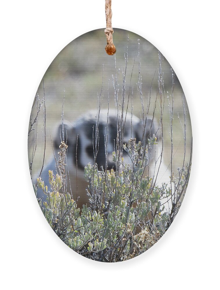 Yellowstone Ornament featuring the photograph Behind Bars by Patrick Nowotny