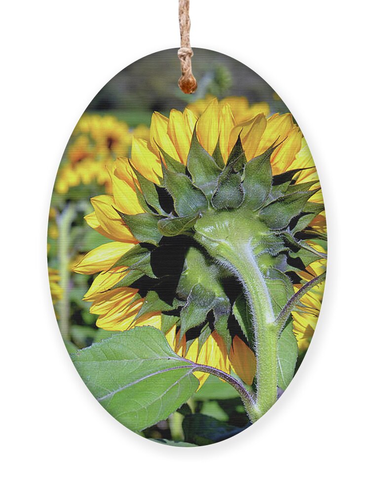 Sunflower Ornament featuring the photograph Behind Sunflowers by Vivian Krug Cotton