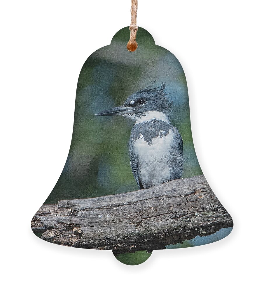 Nature Ornament featuring the photograph Belted Kingfisher DSB0380 by Gerry Gantt