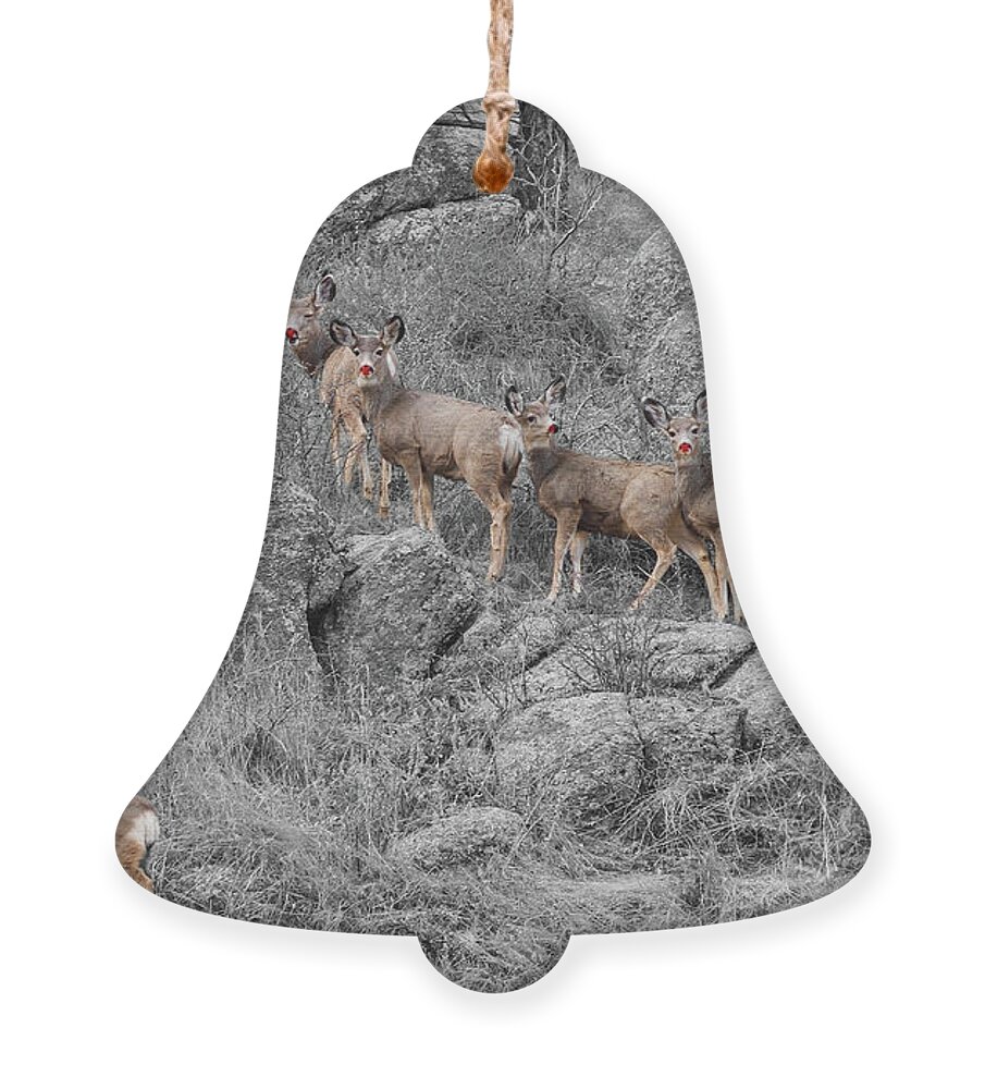 Red-nosed Reindeer Ornament featuring the photograph Big Ear Red Nose Deer by James BO Insogna