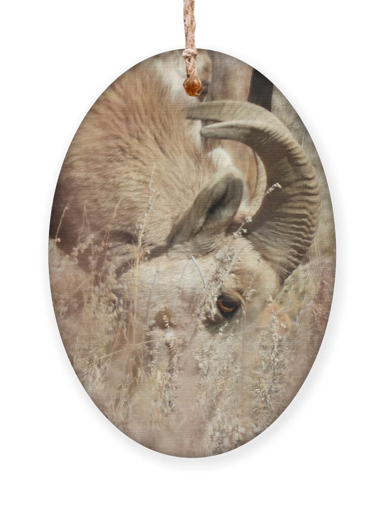 Big Horn Sheep Ornament featuring the photograph Big Horn Sheep Ram 5 by Amanda R Wright