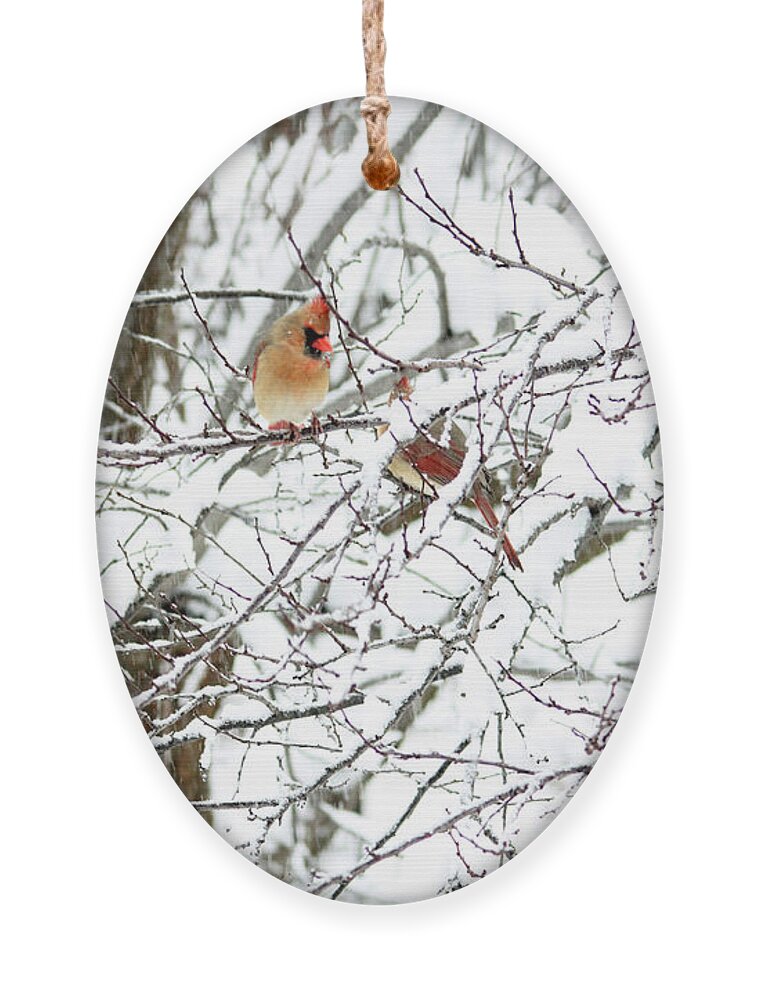 Birds Ornament featuring the photograph Birds in a Snowy Tree by Trina Ansel