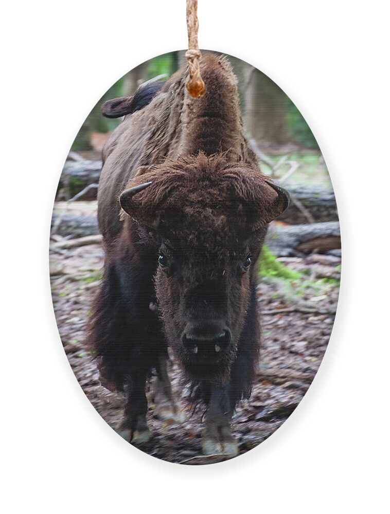 American Bison Ornament featuring the photograph Bison 04 by Flees Photos