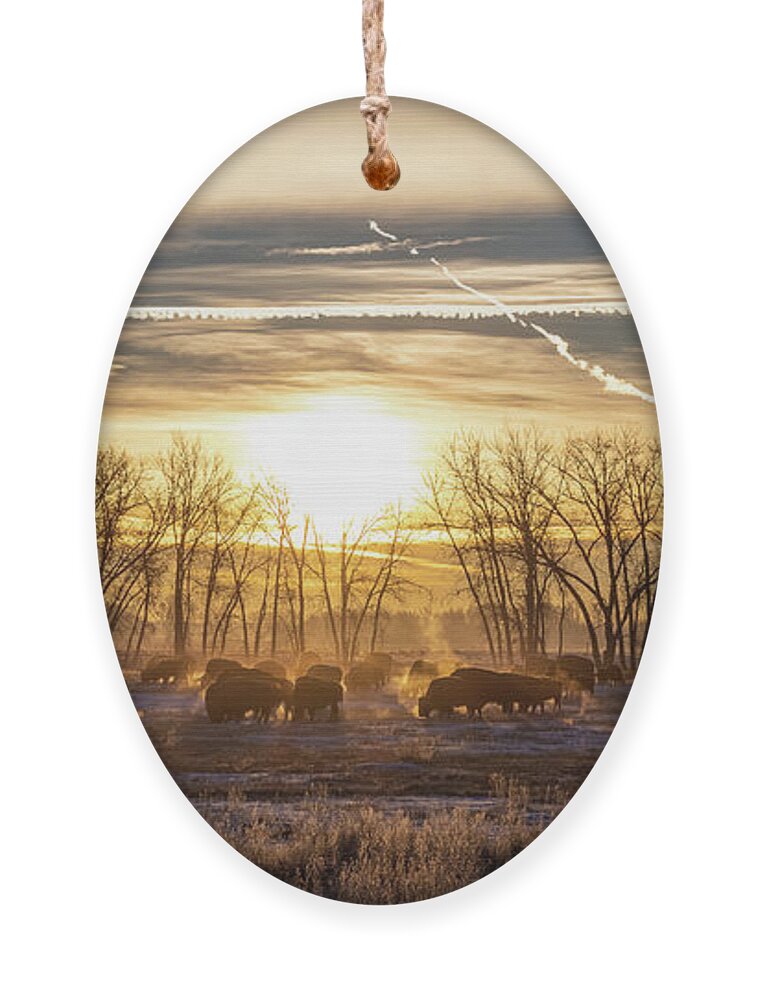 Bison Ornament featuring the photograph Bison at Sunrise on a Cold Morning on the Great Plains - Panorma by Tony Hake