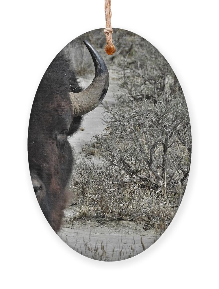 Bison Ornament featuring the photograph Bison Bull 9 by Amanda R Wright