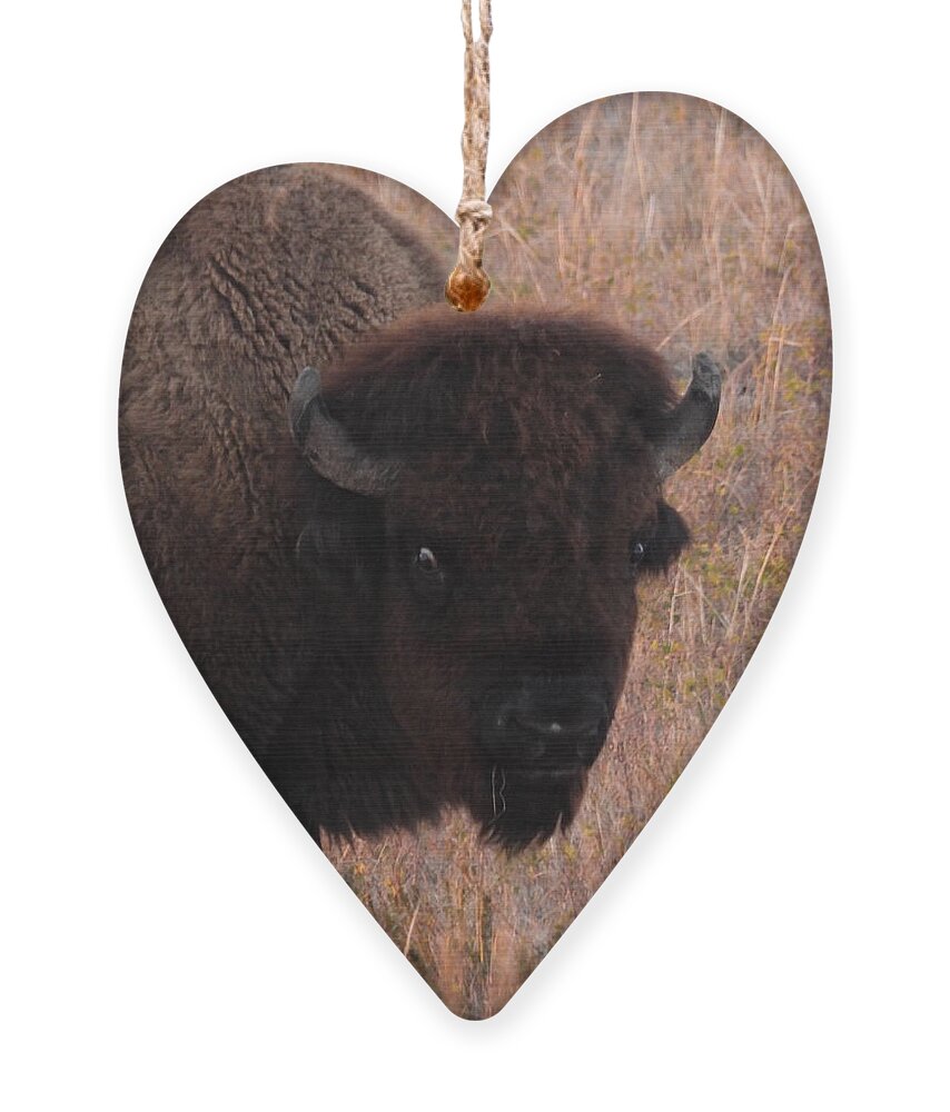 Bison Ornament featuring the photograph Bison Bull Head Shot by Amanda R Wright