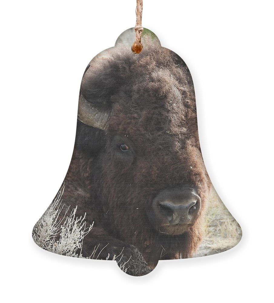 Bison Ornament featuring the photograph Bison On The Trail 3 by Amanda R Wright