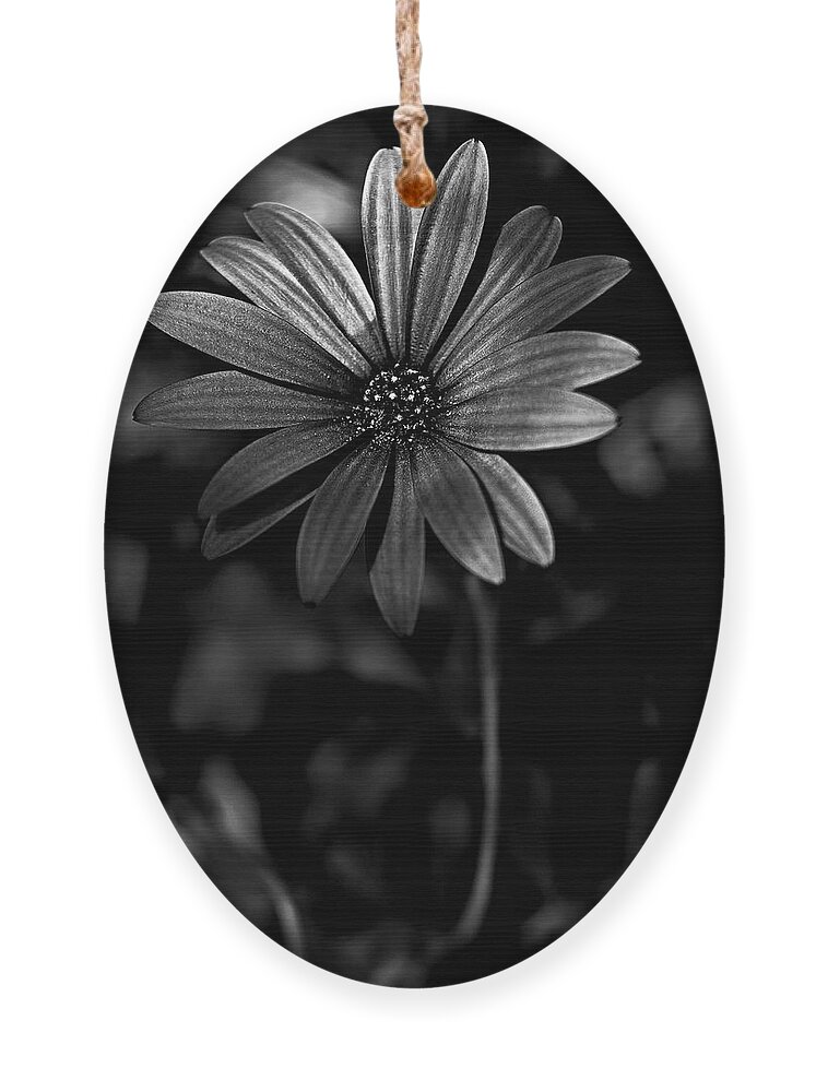 Black And White Daisy Ornament featuring the photograph Black and white daisy by Al Fio Bonina