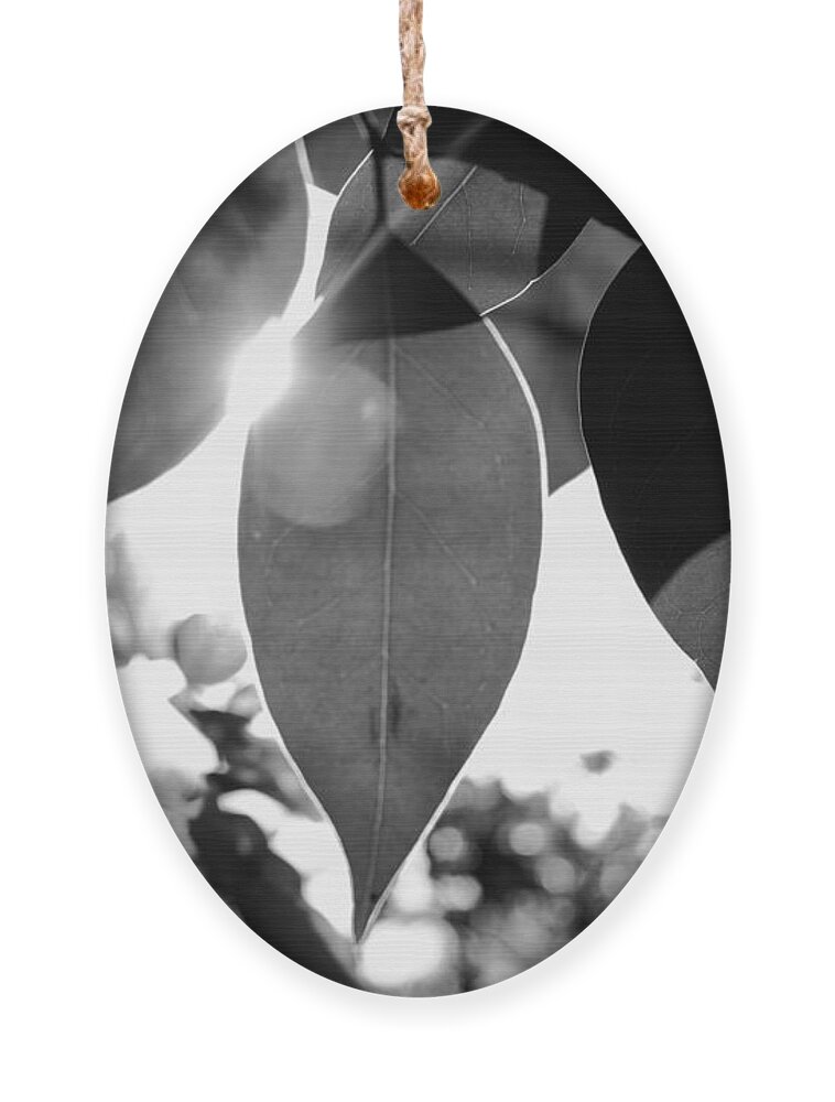 Ligustrum Ornament featuring the photograph Black and White Sunny Leaves by W Craig Photography