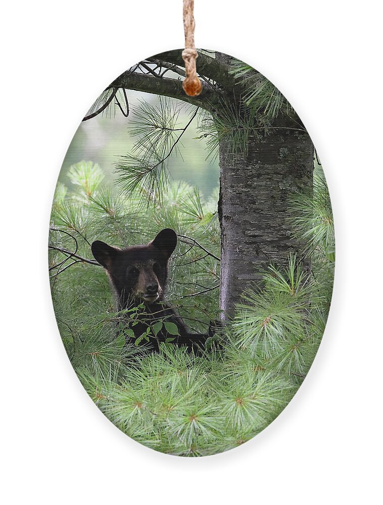 Tennessee Ornament featuring the photograph Black Bear Cub At Cades Cove by Jennifer Robin