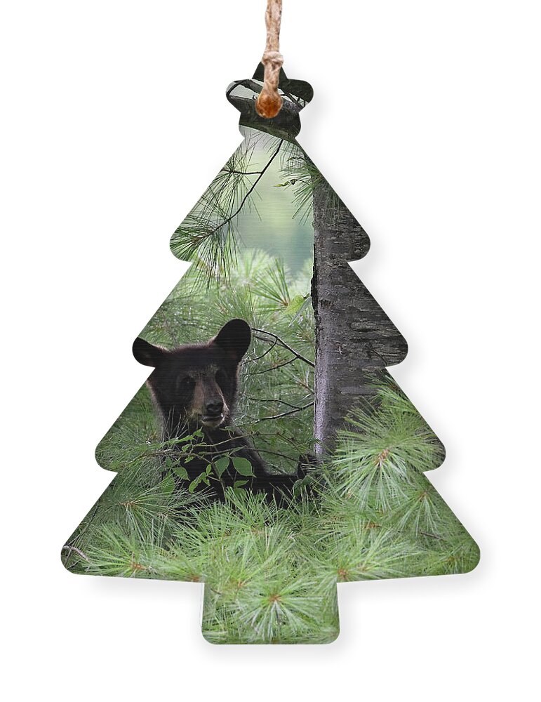 Tennessee Ornament featuring the photograph Black Bear Cub At Cades Cove by Jennifer Robin