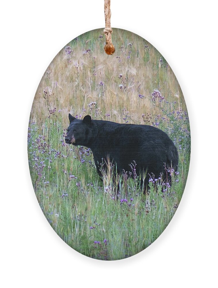 Black Bear Ornament featuring the photograph Black Bear in Field of Flowers by Mary Lee Dereske