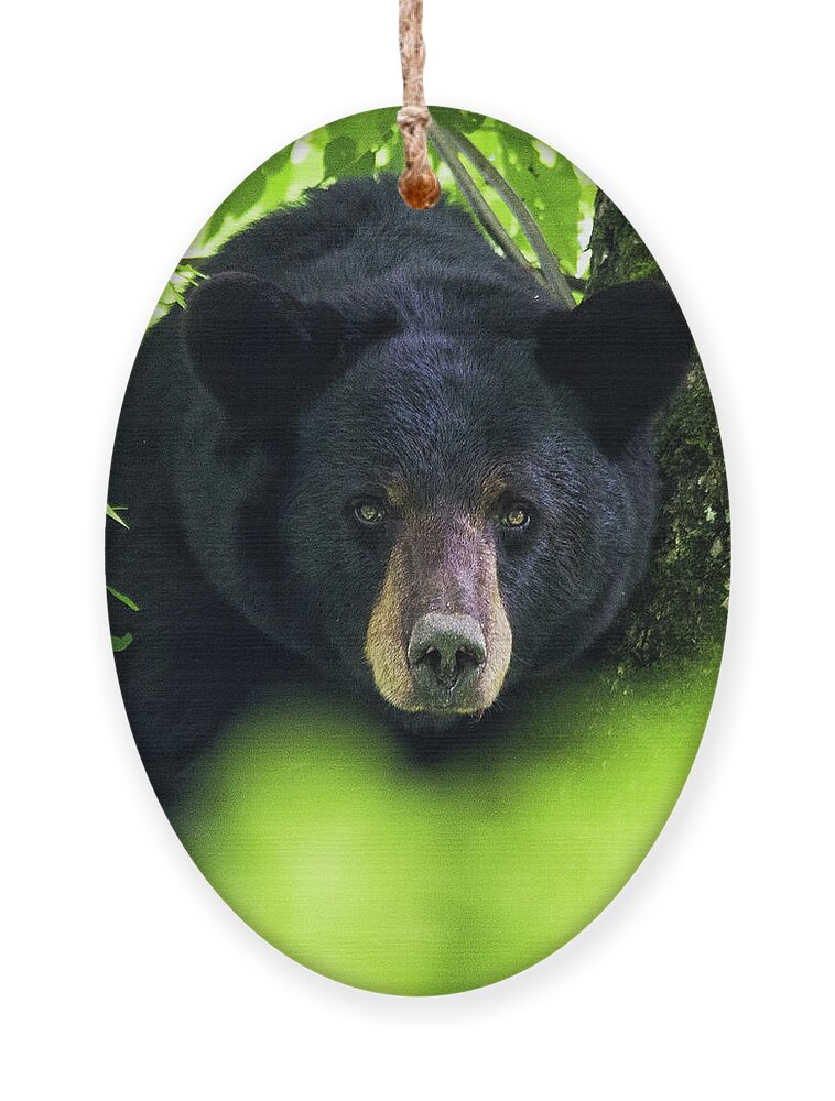 Bear Ornament featuring the photograph Black Bear in the Croatan National Forest Near New Bern NC by Bob Decker