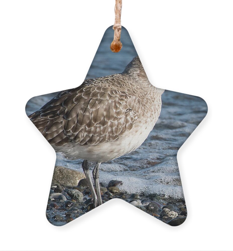 Animal Ornament featuring the photograph Black-bellied Plover Winter Plumage Portrait by Nancy Gleason