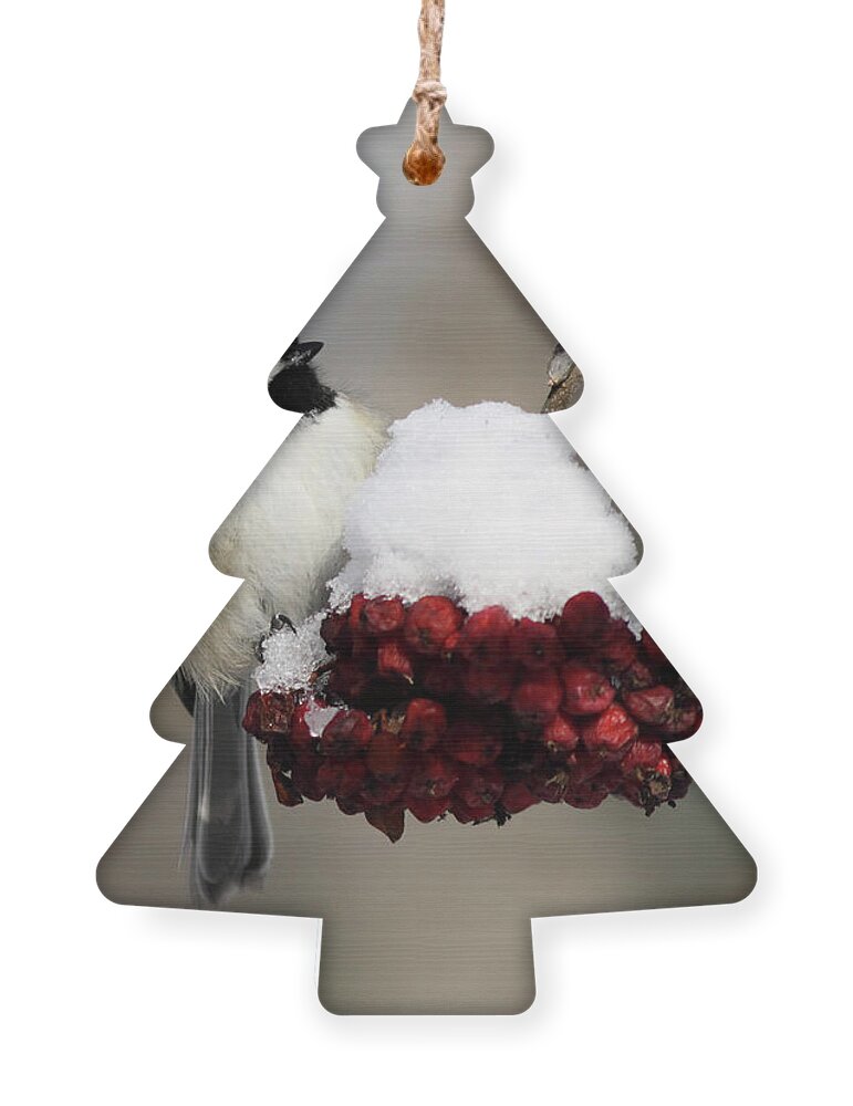 Black Capped Chickadee Ornament featuring the photograph Black Capped Chickadee by John Rowe