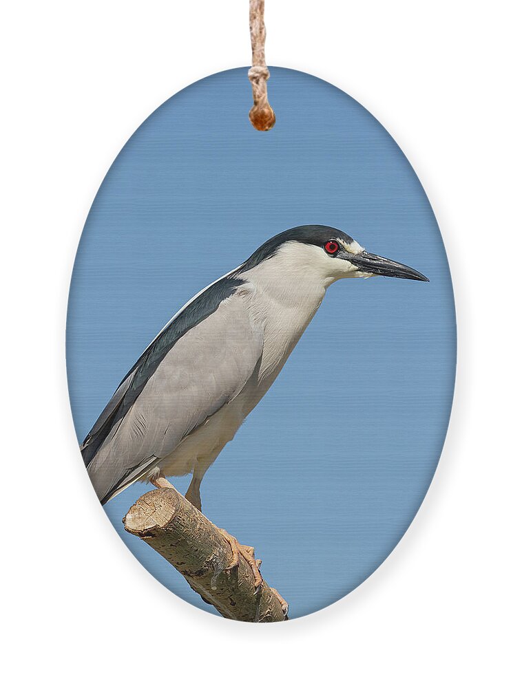 Black-crowned Night Heron Ornament featuring the photograph Black-crowned Night Heron 2014-1 by Thomas Young