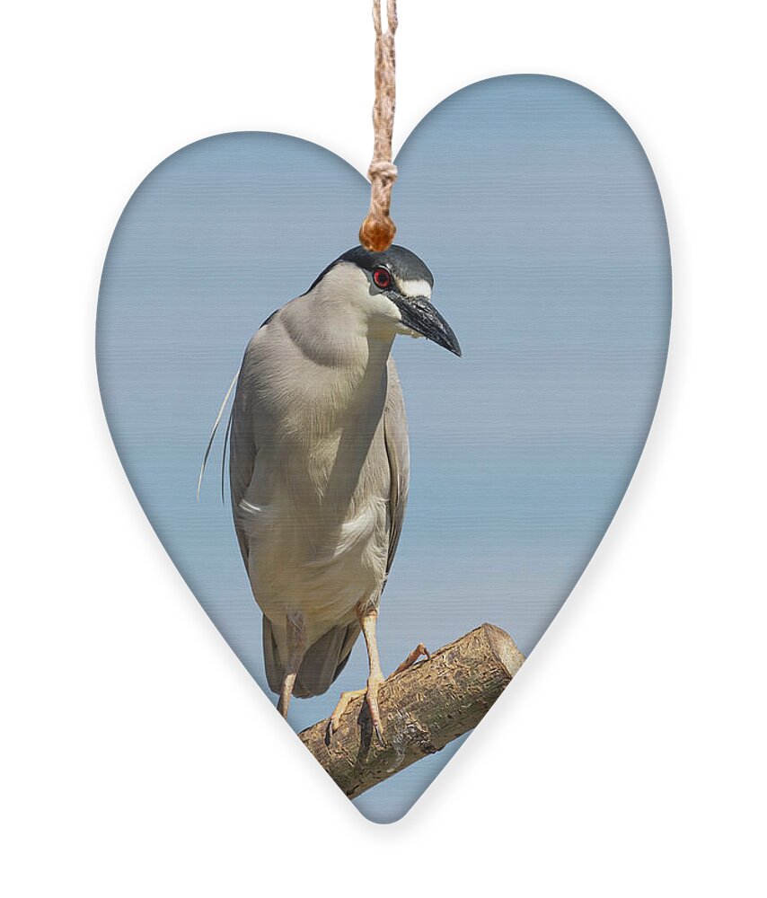 Black-crowned Night Heron Ornament featuring the photograph Black-crowned Night Heron 2014-2 by Thomas Young