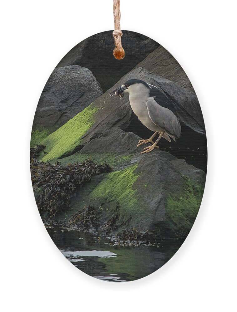 Black Crowned Night Heron Ornament featuring the photograph Black Crowned Night Heron by Alan Goldberg