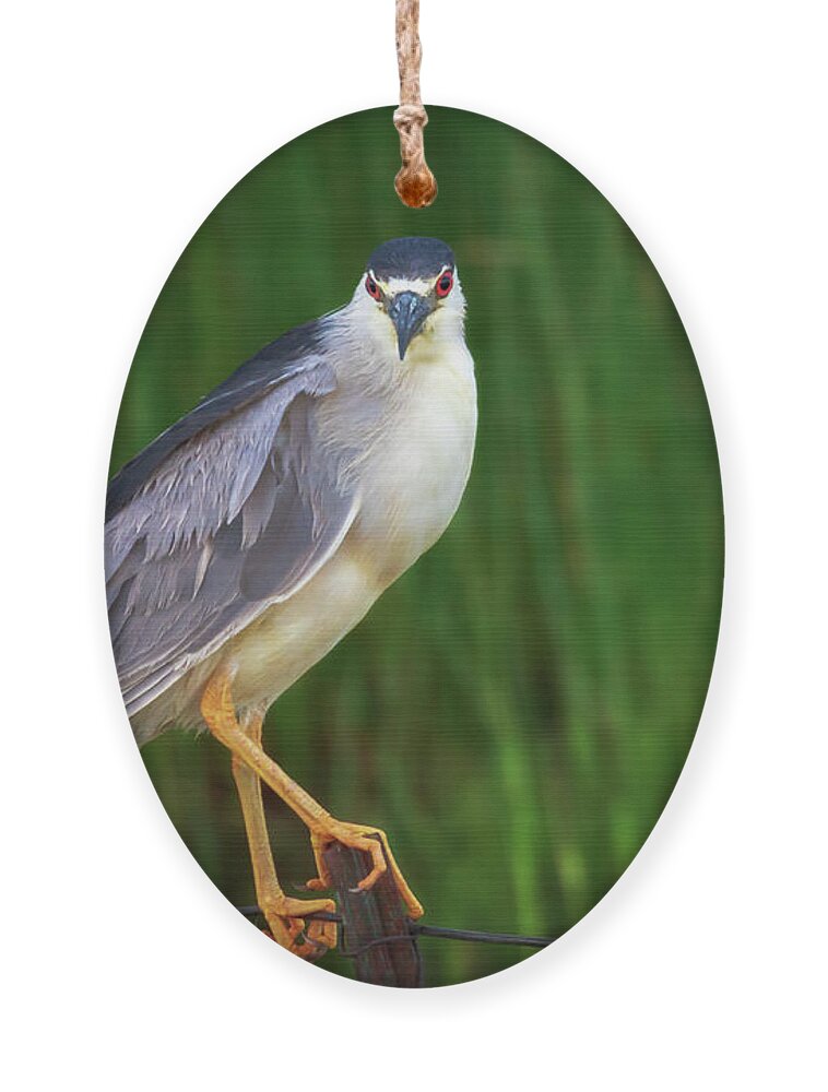 Heron Ornament featuring the photograph Black Crowned Night Heron - Nebraska Sandhills by Susan Rissi Tregoning