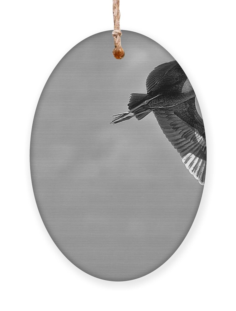Birds Ornament featuring the photograph Black Glossy Ibis in Flight Black and White by Montez Kerr