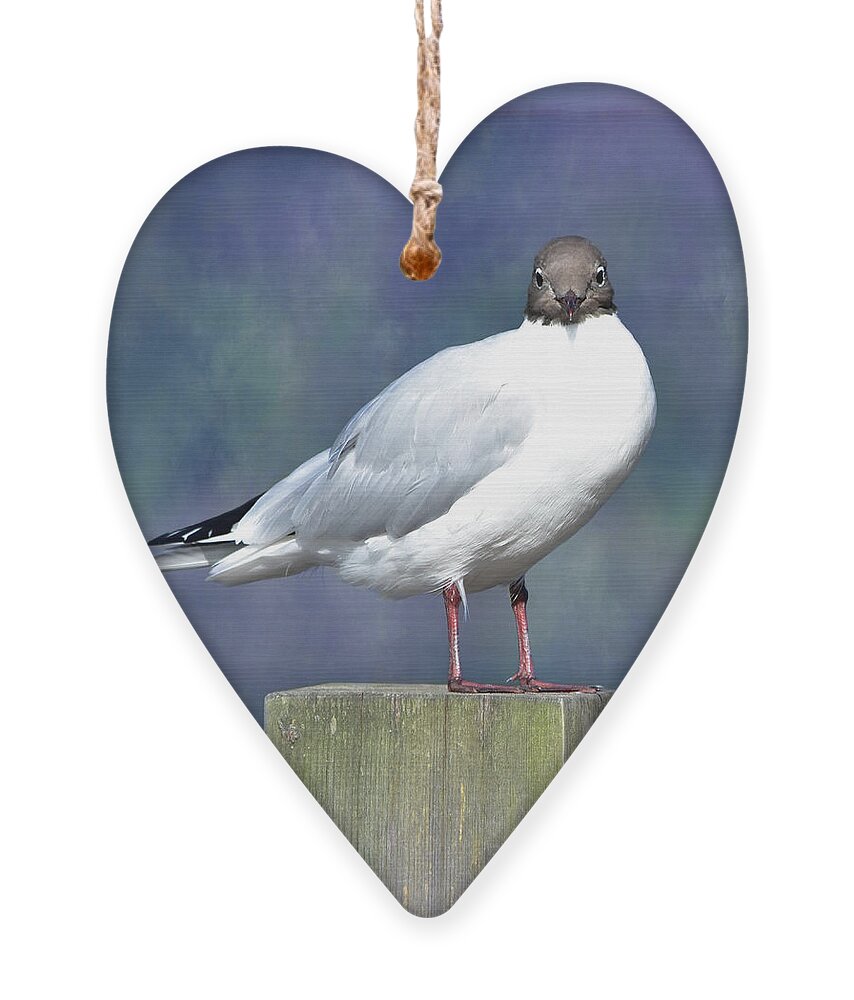 Black Headed Gull Ornament featuring the photograph Black-headed Gull by Yvonne Johnstone