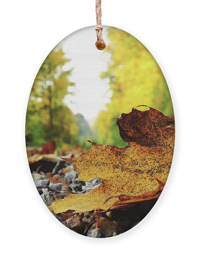 Acer Ornament featuring the photograph Black spotted yellow marple leaf on gravel road which surrounded forest, which playing many colors. Pinch of autumn in semptember by Vaclav Sonnek