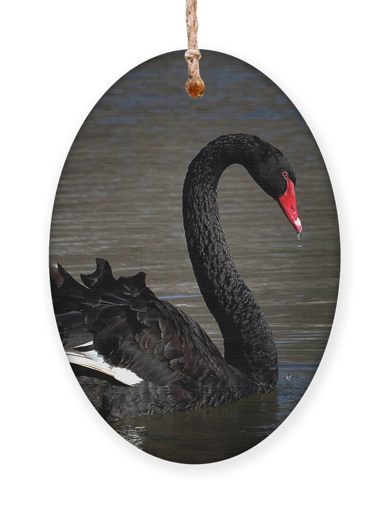 Black Swan Ornament featuring the photograph Black Swan by Mindy Musick King