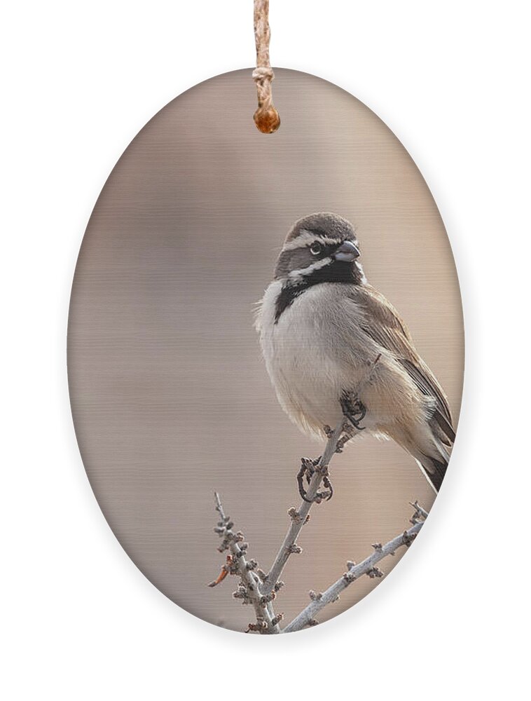 Wildlife Ornament featuring the photograph Black Throat Beauty by Jonathan Nguyen