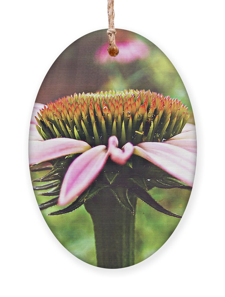 Purple Ornament featuring the photograph Blacksamson Echinacea Up Close by Rick Nelson