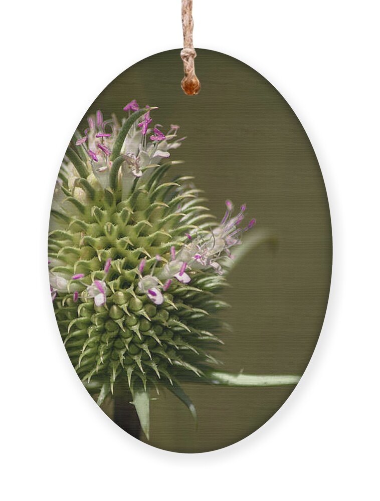 Teasel Ornament featuring the photograph Blooming Teasel by Linda Villers
