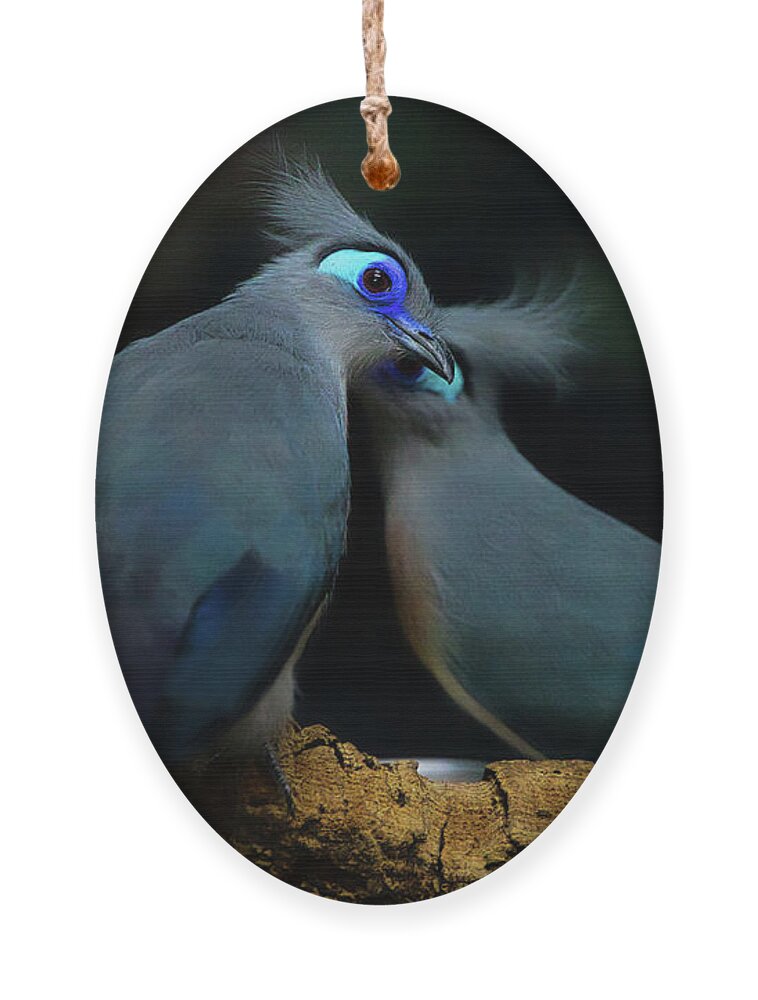 Birds Ornament featuring the photograph Blue Coua Pair by Rene Vasquez