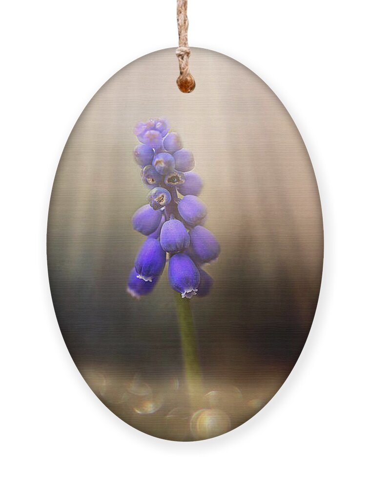 Blue Grape Hyacinth Print Ornament featuring the photograph Blue Grape Hyacinth Print by Gwen Gibson