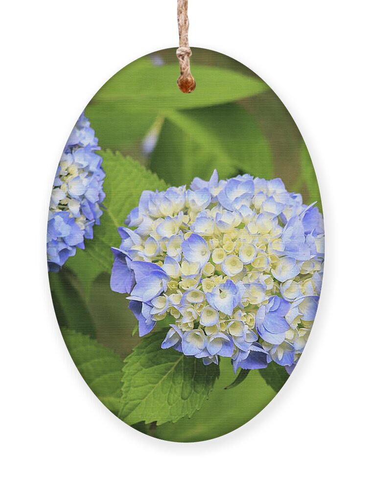 Colors Ornament featuring the photograph Blue Hydrangea Deux by Tanya Owens