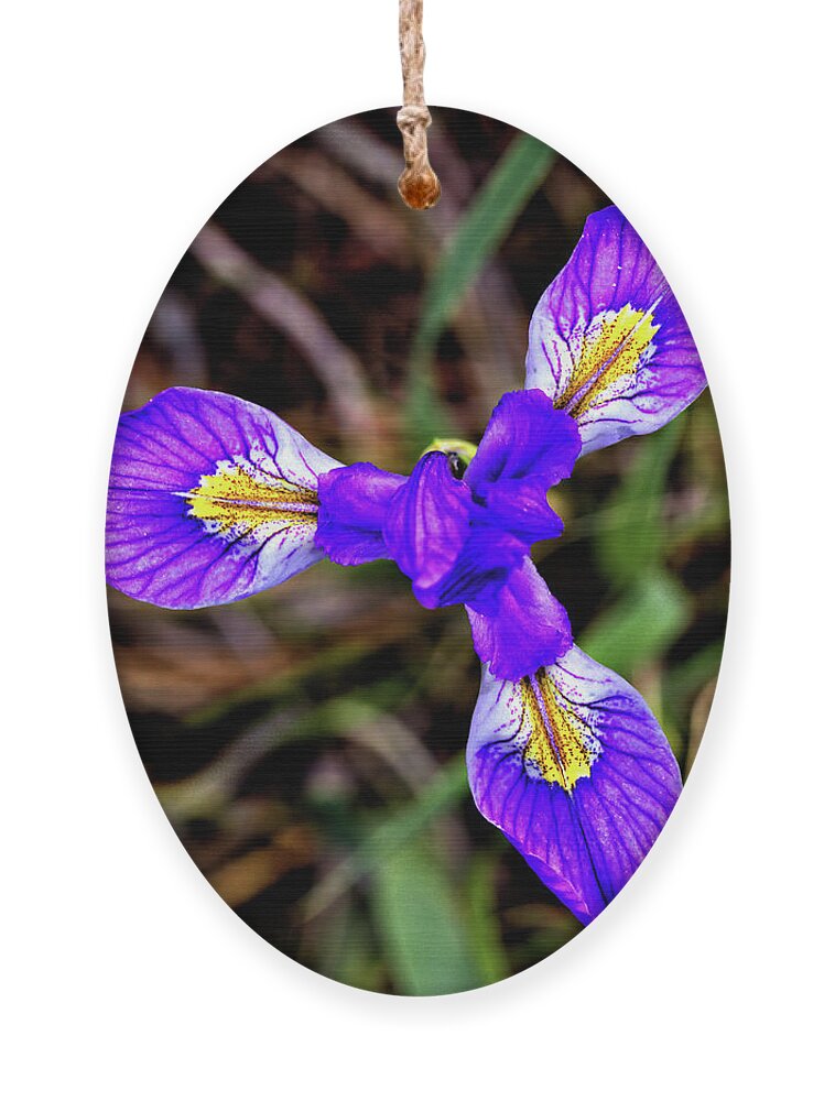 Flower Ornament featuring the photograph Blue Iris by Bob Falcone