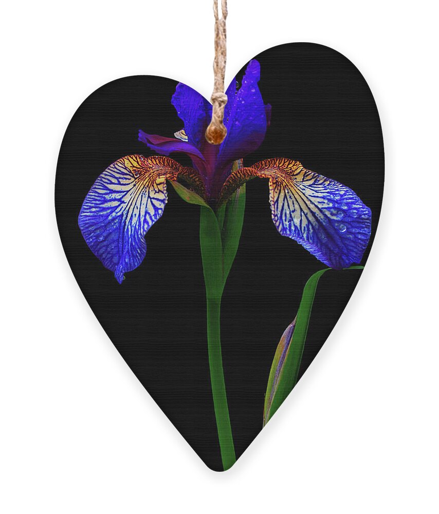 Iris Ornament featuring the photograph Blue Iris by Cynthia Dickinson