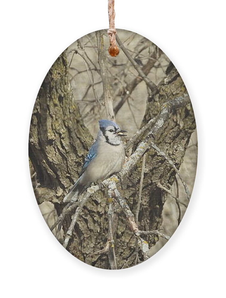 Blue Jay Ornament featuring the photograph Blue Jay 3 by Amanda R Wright