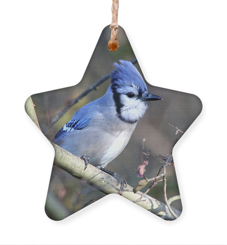 Nature Ornament featuring the photograph Blue Jay Fluffing His Feathers by Trina Ansel