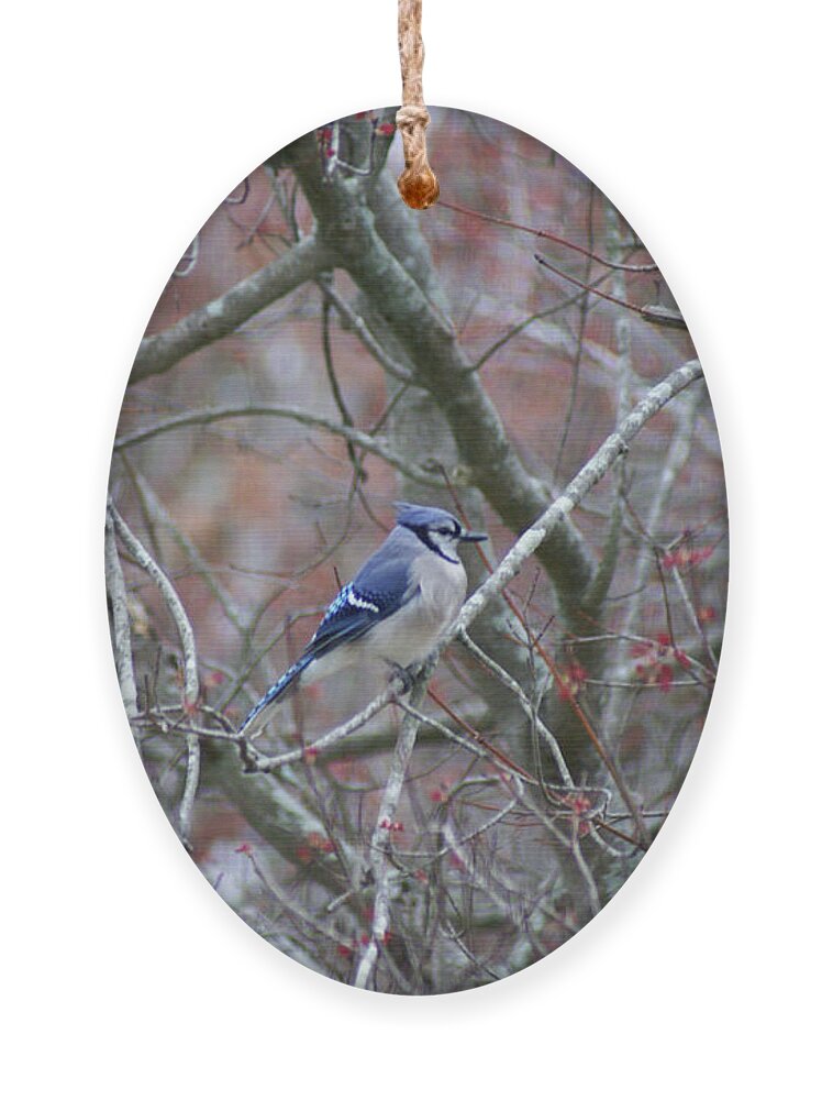  Ornament featuring the photograph Blue Jay by Heather E Harman