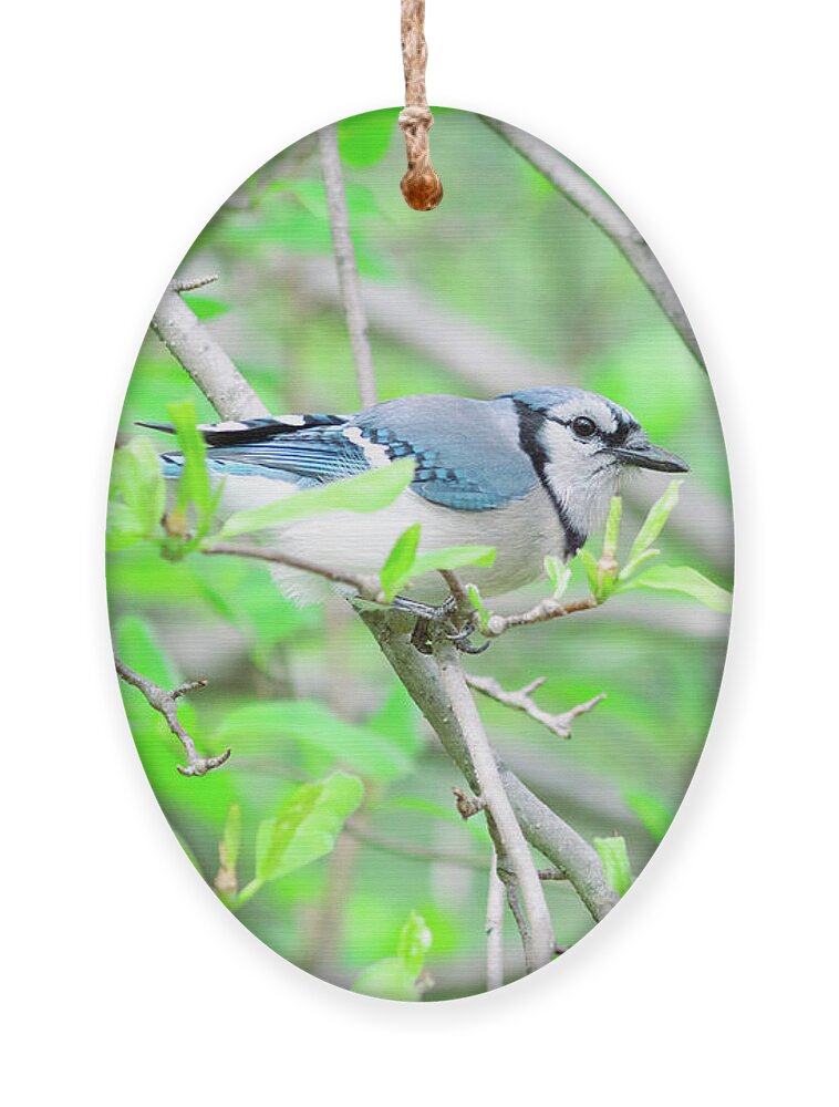 Bird Ornament featuring the photograph Blue Jay on a Branch by Amelia Pearn