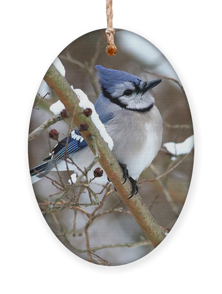 Birds Ornament featuring the photograph Blue Jay on a Snowy Branch by Trina Ansel