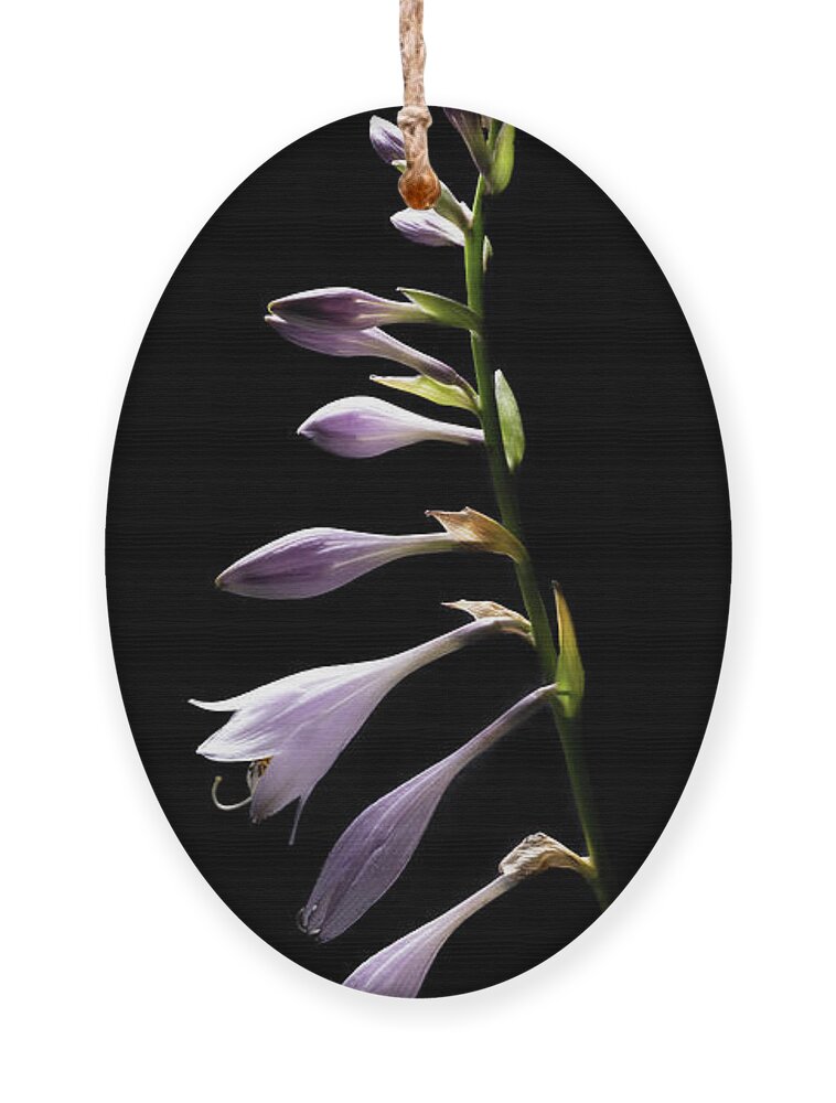Blue Plantain Lily Ornament featuring the photograph Blue Plantain Lily 2 by Kevin Suttlehan