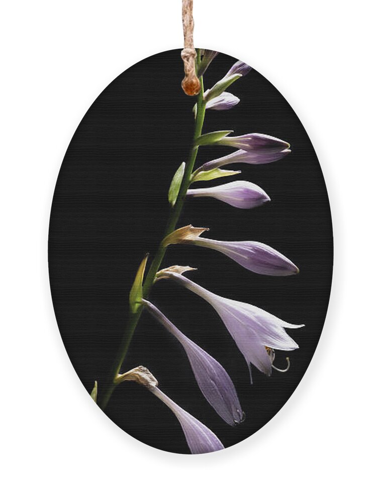 Blue Plantain Lily Ornament featuring the photograph Blue Plantain Lily by Kevin Suttlehan